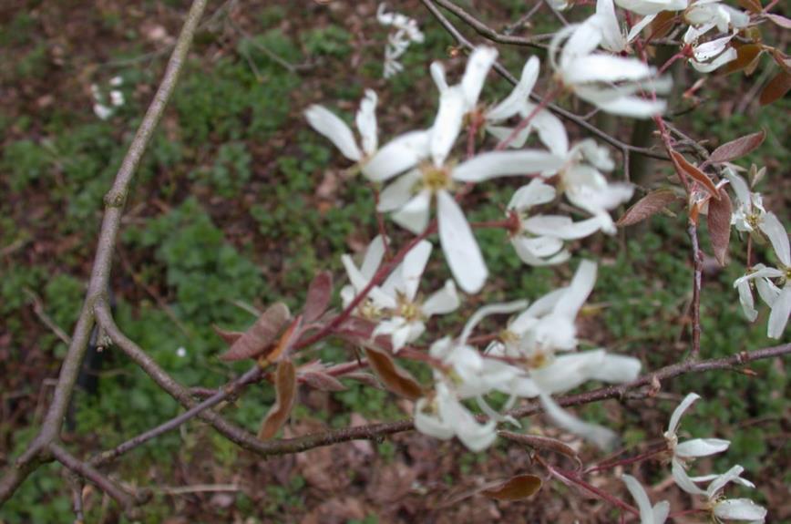 Amelanchier ×lamarckii 'Rubescens' - Amerikaans krentenboompje