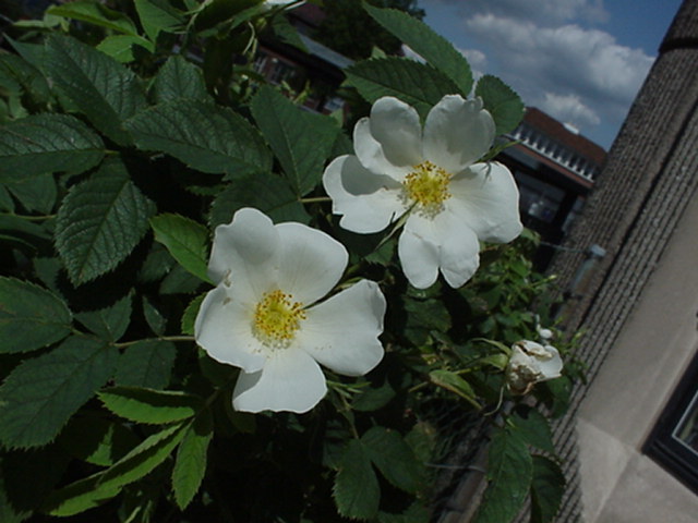 Rosa leschenaultiana - Roos