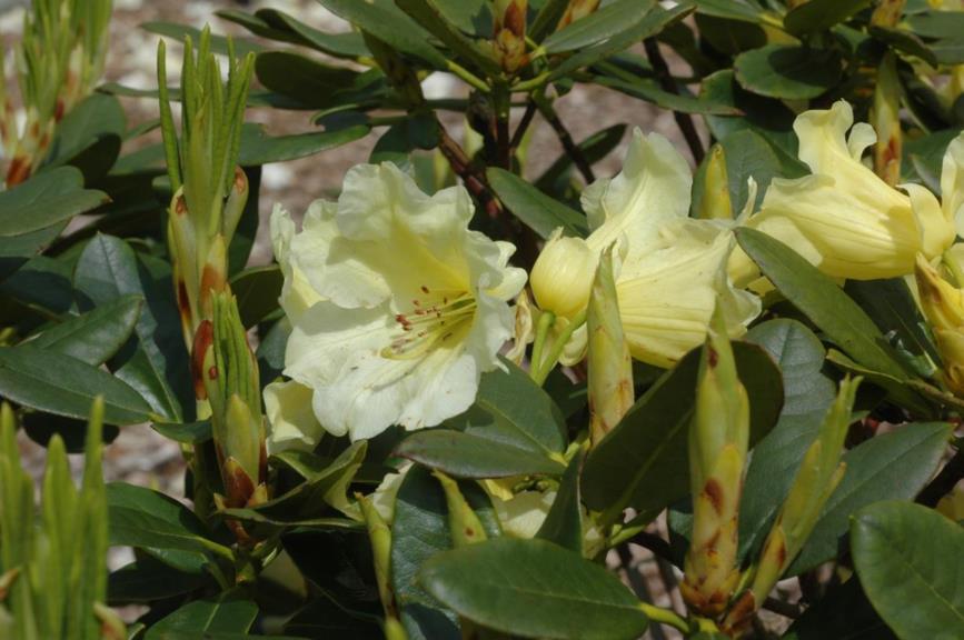 Rhododendron 'Stadt Westerstede'