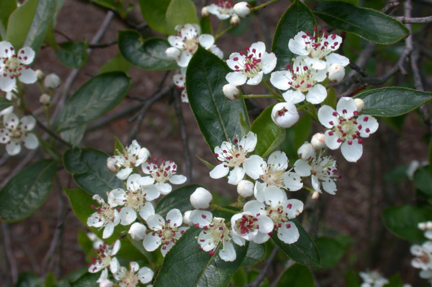 Aronia ×prunifolia - Zwarte appelbes