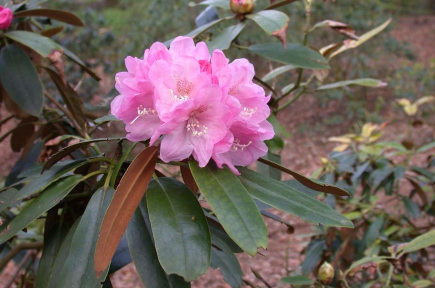 Rhododendron japonoheptamerum - Rhododendron