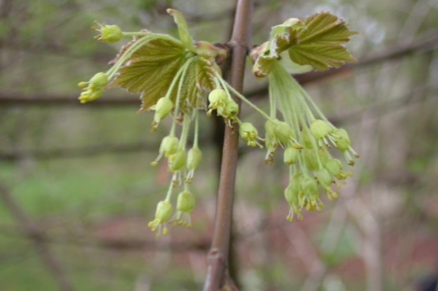 Acer opalus subsp. obtusatum - Italiaanse esdoorn
