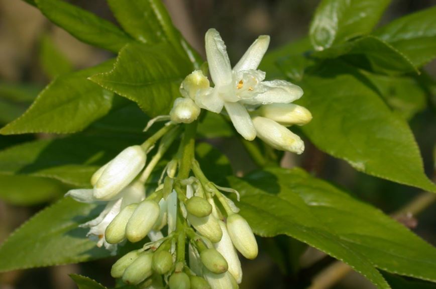 Staphylea colchica - Kaukasische pimpernoot
