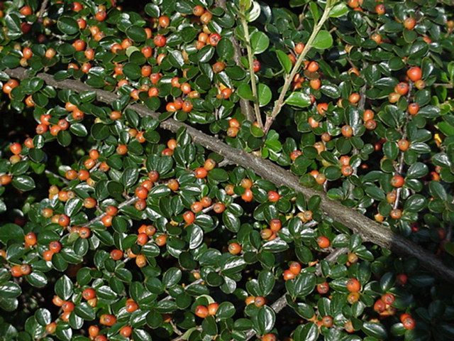 Cotoneaster apiculatus - Cotoneaster