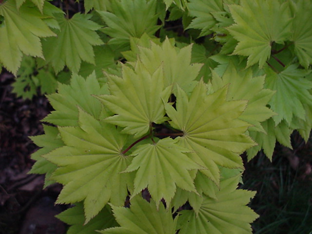 Acer shirasawanum 'Aureum' - Japanse goudesdoorn