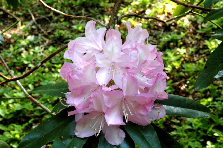 Rhododendron 'Mrs E.C. Stirling' - Rododendron