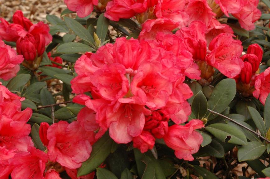 Rhododendron 'Shrimp Girl' - Rhododendron