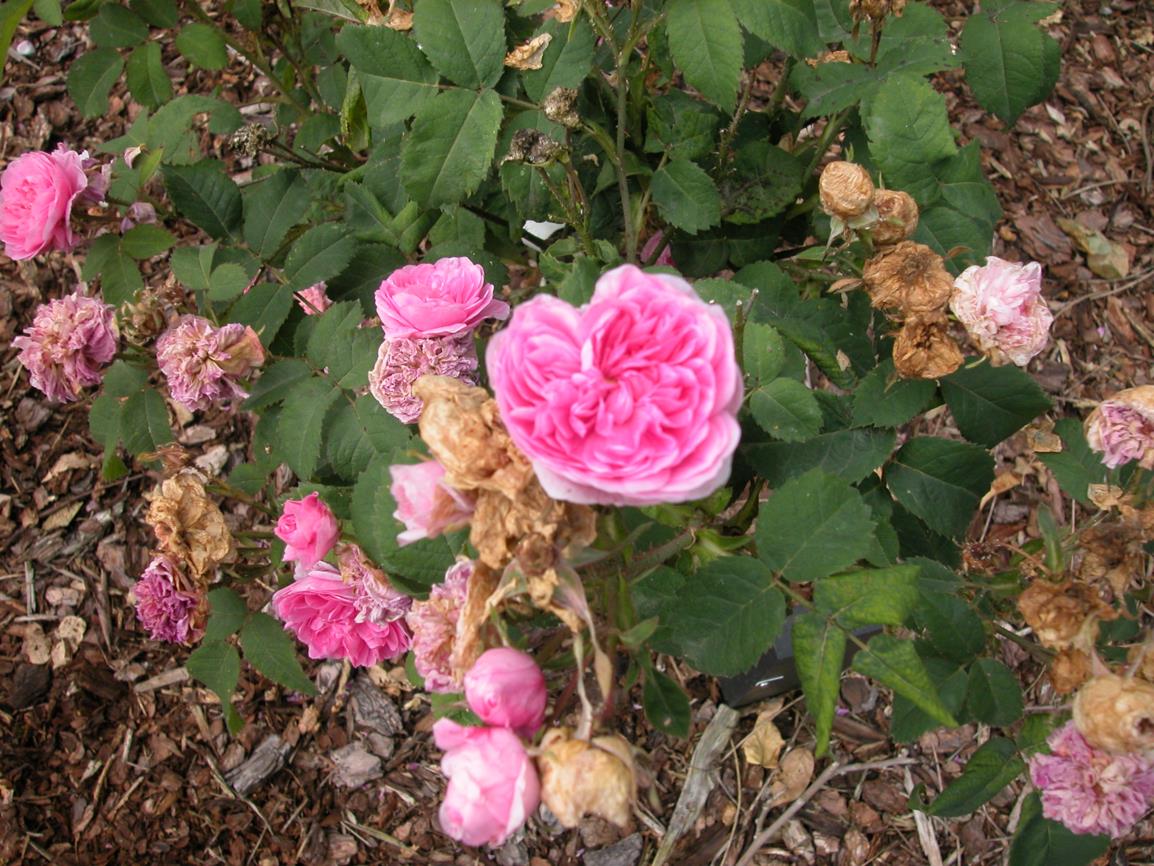 Rosa (Centifolia Group) 'Petite de Hollande' - Roos