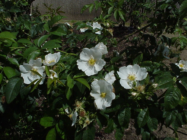 Rosa canina (Rootstock Group) 'Pollmer' - Roos