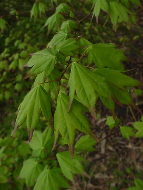 Acer palmatum 'Satsuki-beni' - Japanse esdoorn