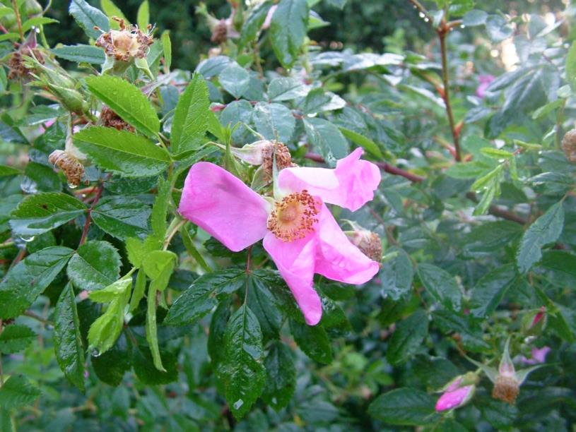 Rosa ×mariae-graebnerae - Roos