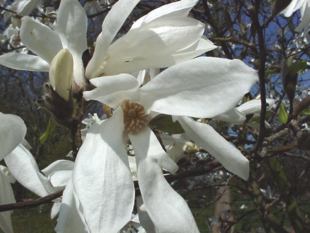 Magnolia 'Wada's Memory' - Magnolia, Wada’s Memory Magnolia