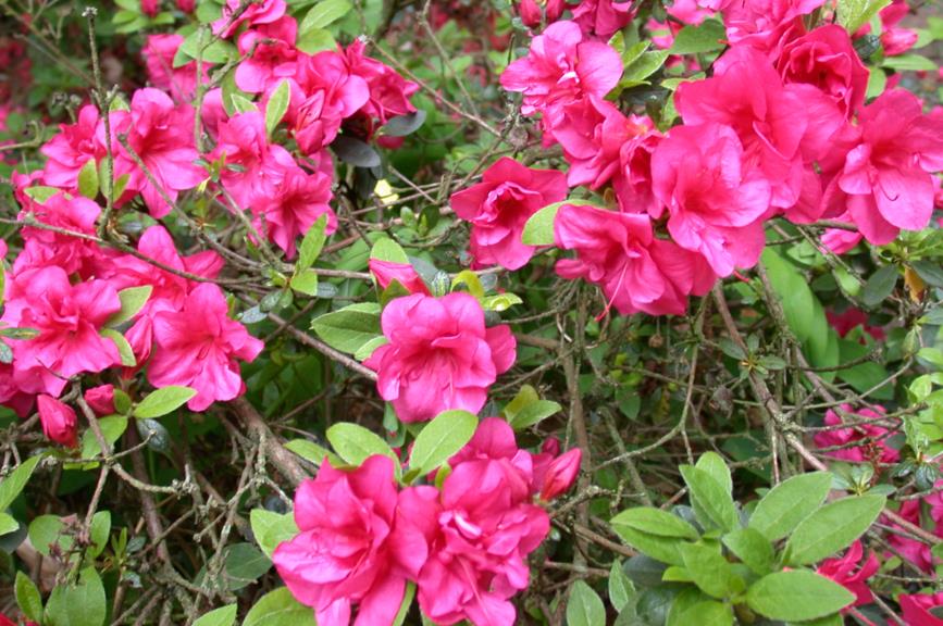 Rhododendron (Tsutsusi Group) 'Christina'