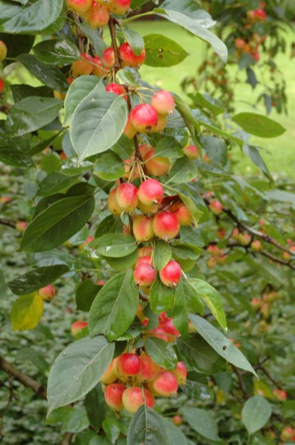 Malus ×brevipes - Sierappel
