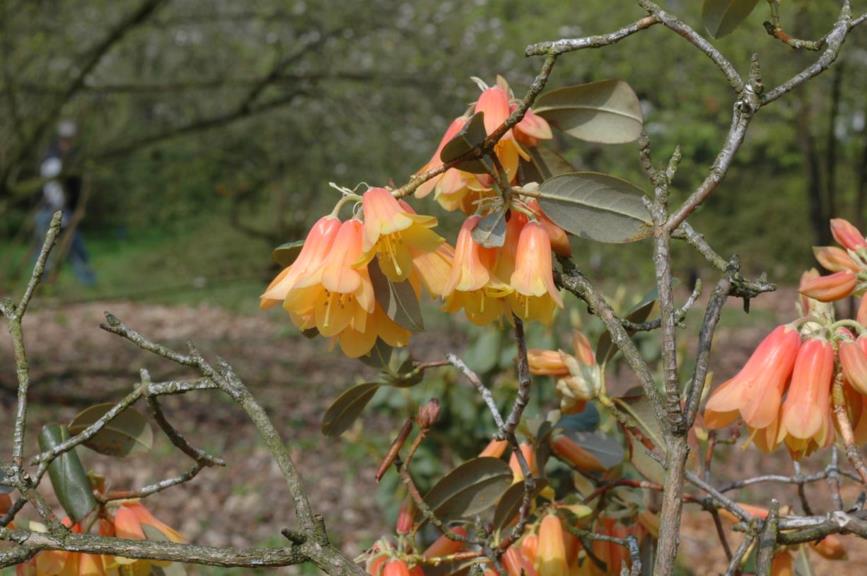 Rhododendron (Cinnabarinum Group) 'Conroy'
