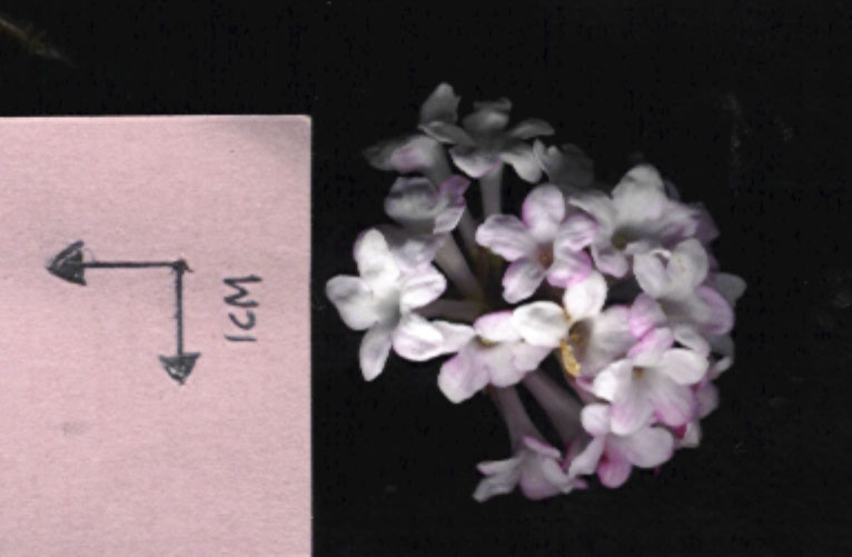 Viburnum ×bodnantense 'Dawn' - Wintersneeuwbal