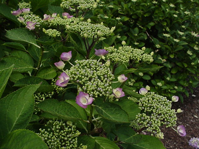 Hydrangea macrophylla (Lacecap Group) 'Mousmée' - Boerenhortensia