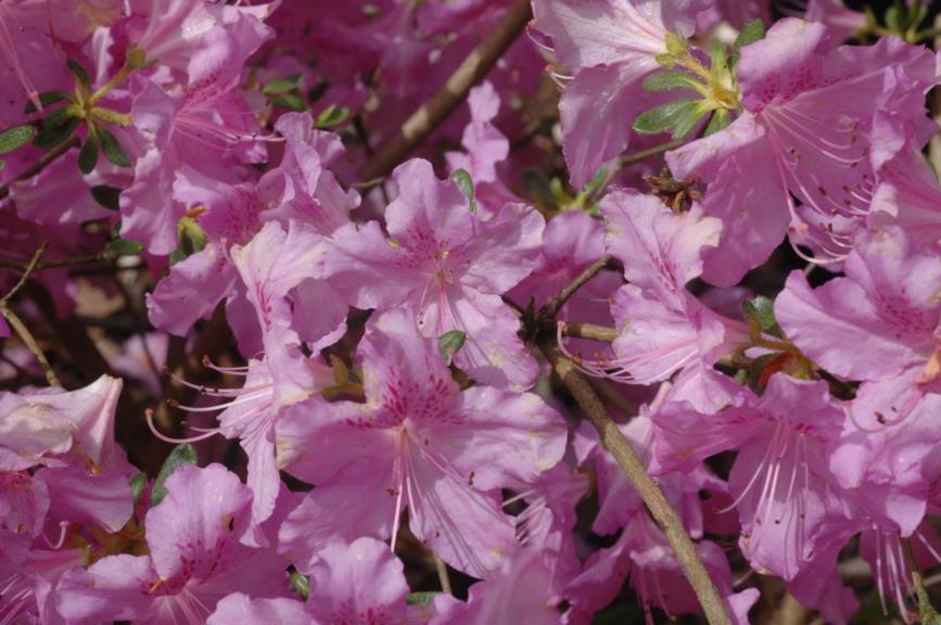 Rhododendron yedoense var. poukhanense - Japanse azalea