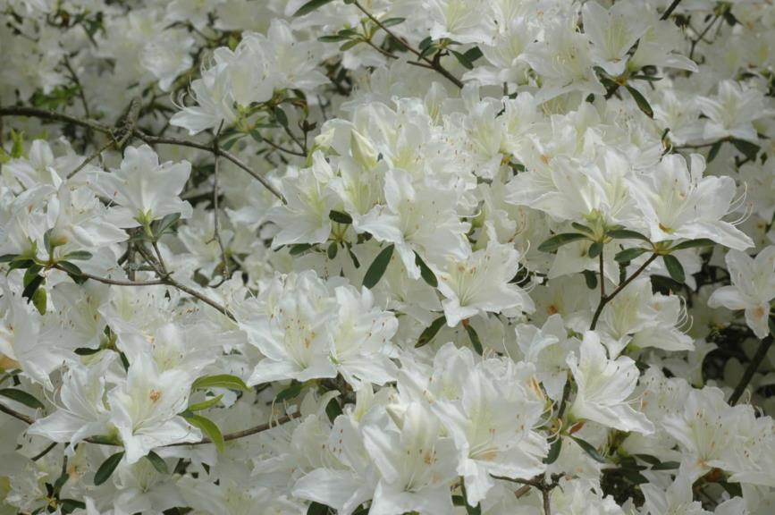 Rhododendron (Tsutsusi Group) 'Annamaria'