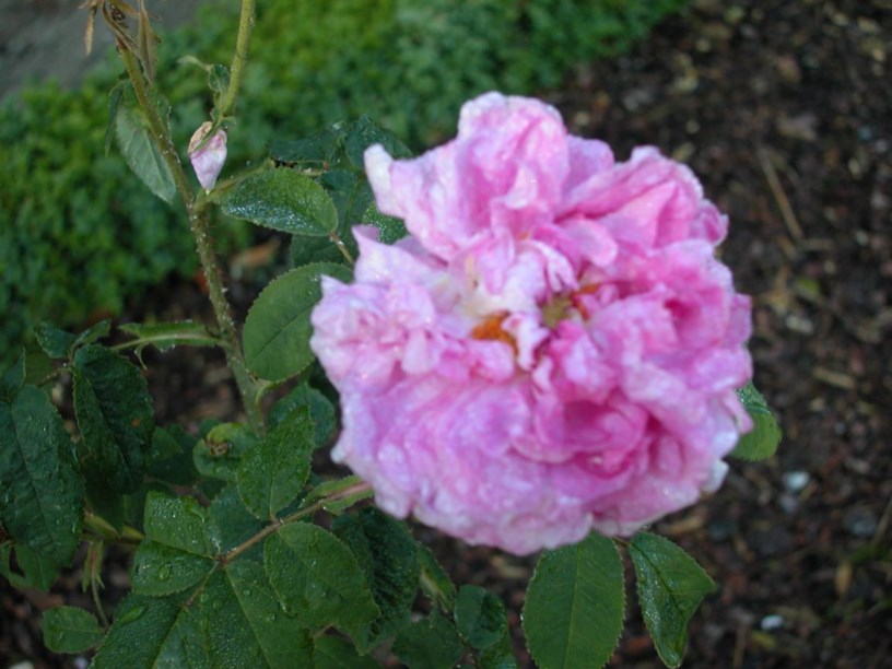 Rosa (Centifolia Group) cv. - Roos