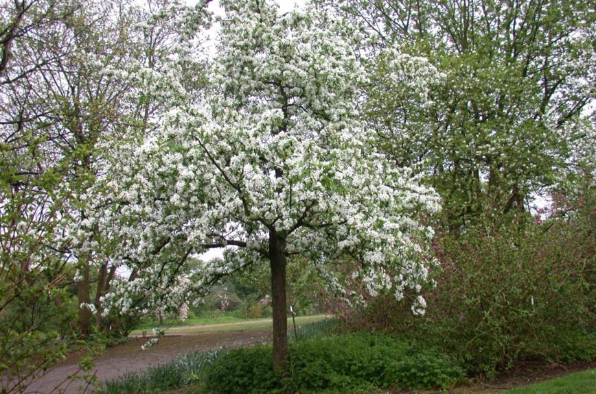 Malus (Prunifolia Group) 'John Downie' - Sierappel