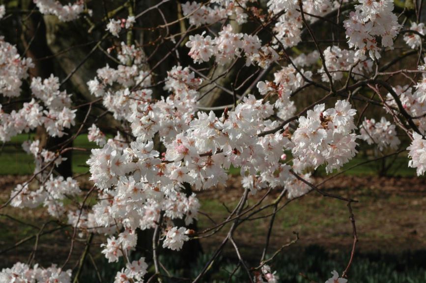 Prunus hirtipes 'Semiplena' - Sierkers