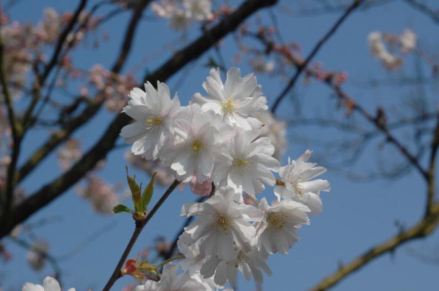 Prunus ×subhirtella 'Autumnalis Carvone' - Winterbloeiende kers