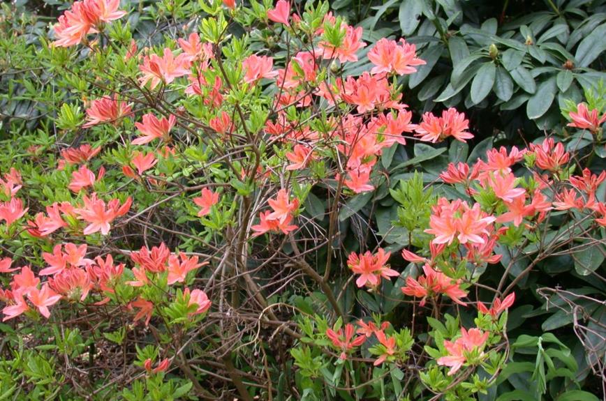 Rhododendron (Mollis Azalea Group) 'Alphonse Lavallée' - Azalea