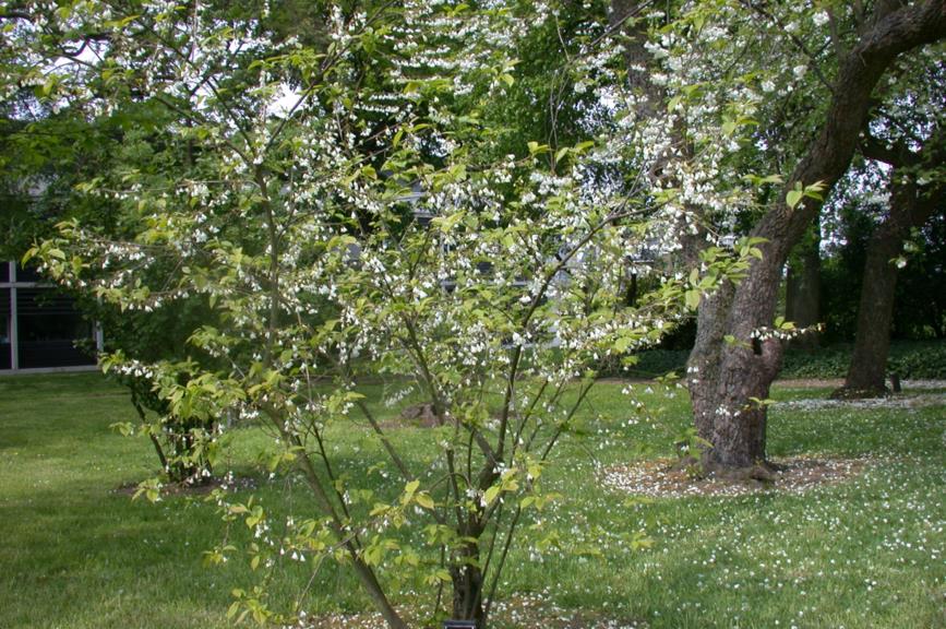 Halesia carolina - Sneeuwklokjesboom