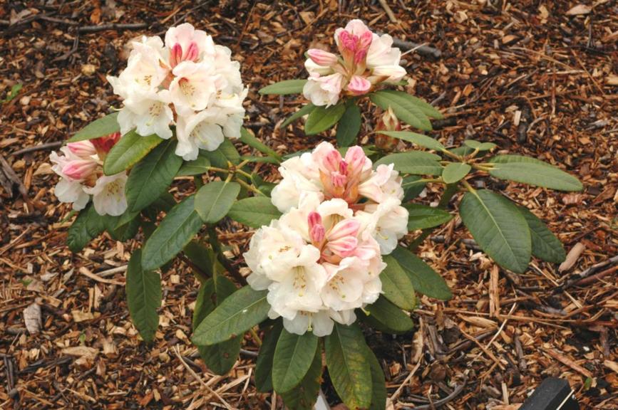 Rhododendron (Fortunei Group) 'China'