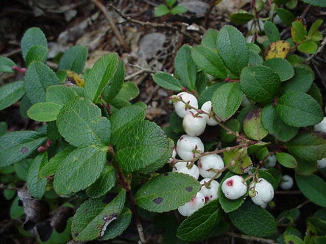 Gaultheria pyroloides - Bergthee