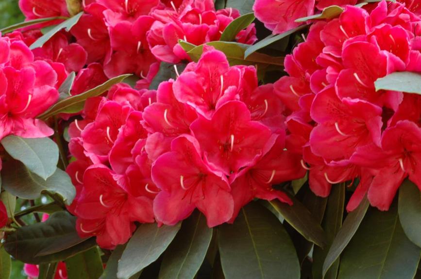 Rhododendron (Arboreum Group) 'Peter Koster'