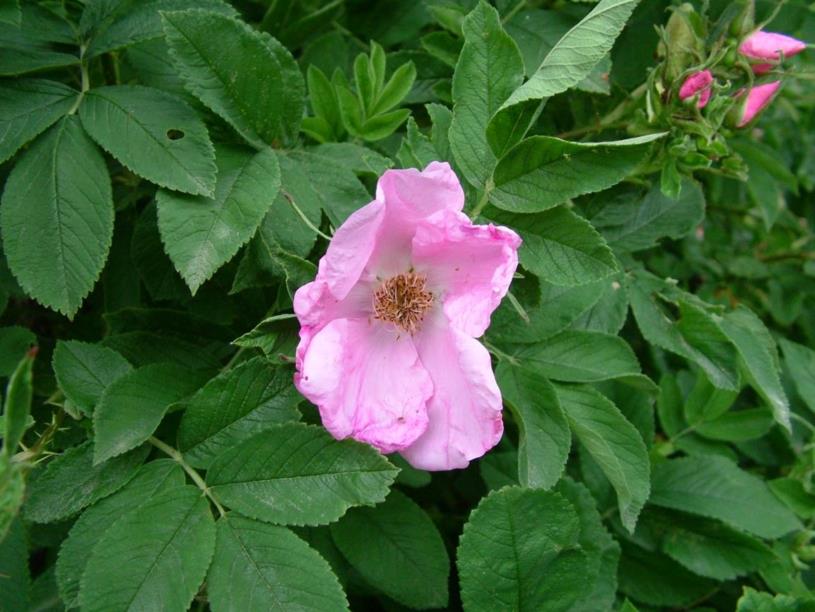 Rosa pisocarpa × rugosa - Roos