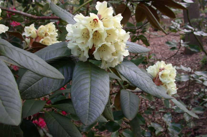 Rhododendron wightii