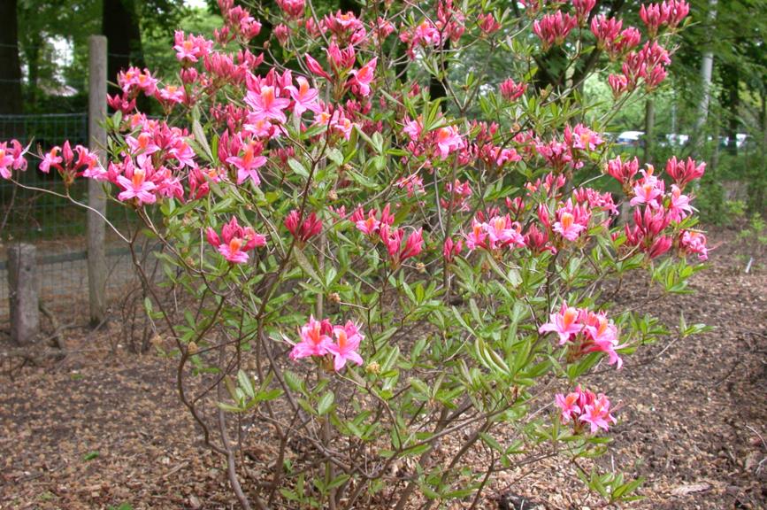 Rhododendron (Ghent Azalea Group) 'Pucella' - Azalea
