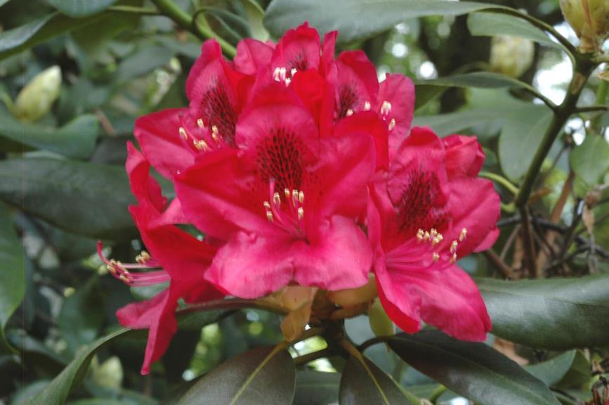 Rhododendron (Catawbiense Group) 'Nova Zembla' - Rododendron
