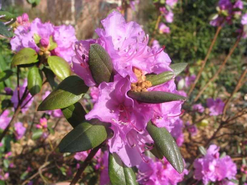Rhododendron mucronulatum subsp. sichotense - Rhododendron