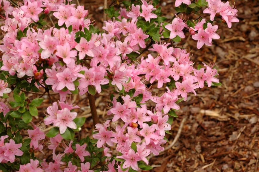 Rhododendron (Japanese Azalea Group) 'Maioogi' - Japanse azalea