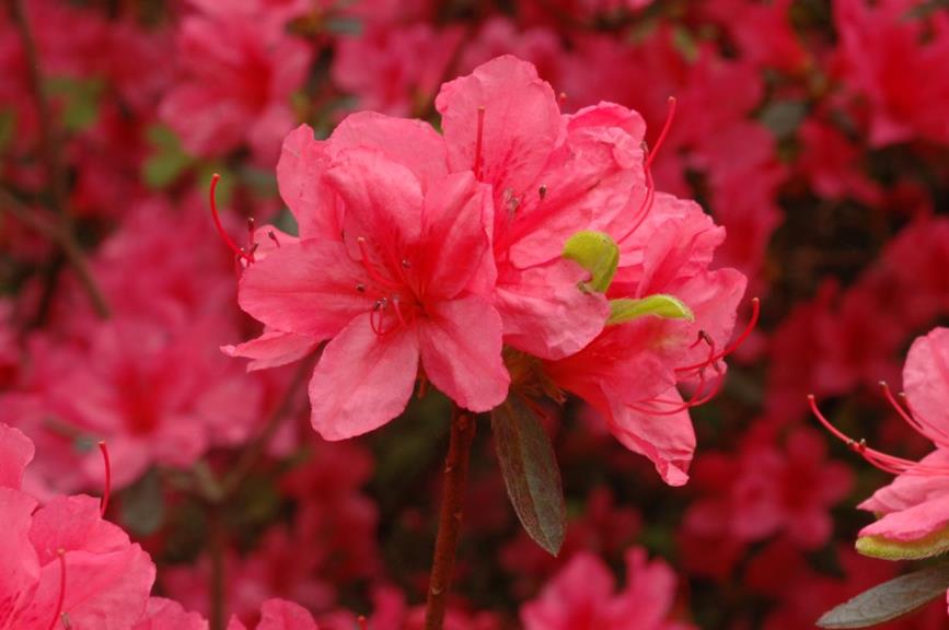 Rhododendron (Japanese Azalea Group) 'Betty' - Japanse azalea