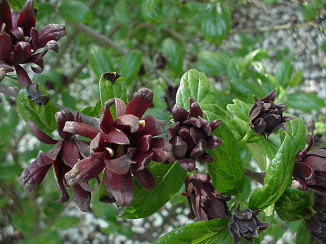 Calycanthus floridus - Gewone specerijstruik