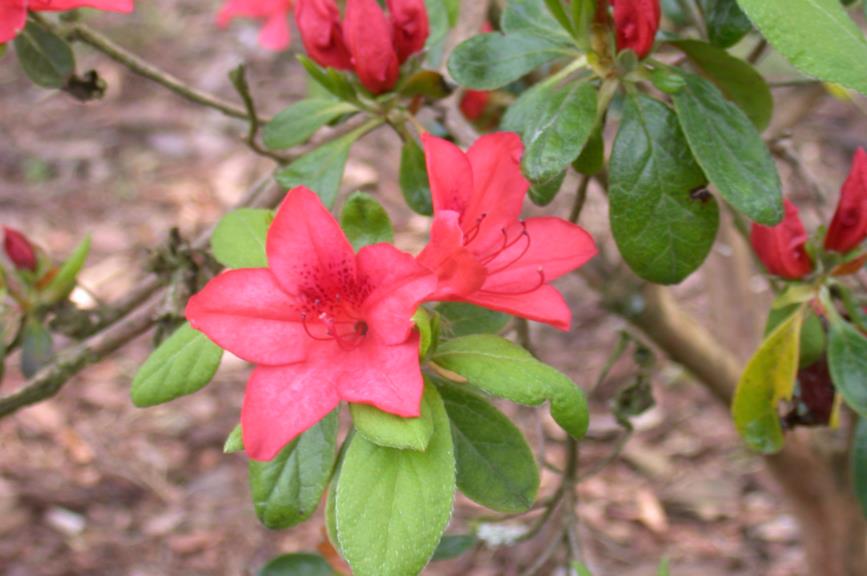 Rhododendron (Tsutsusi Group) 'Sibelius'