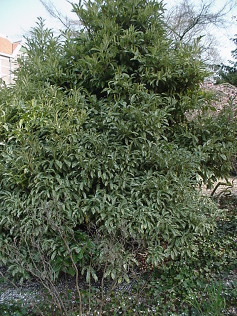 Prunus laurocerasus 'Marbled White' - Laurierkers