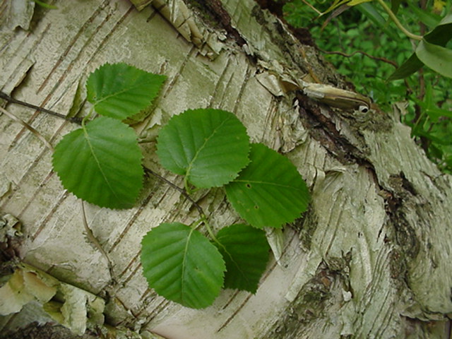Betula ermanii - Goudberk