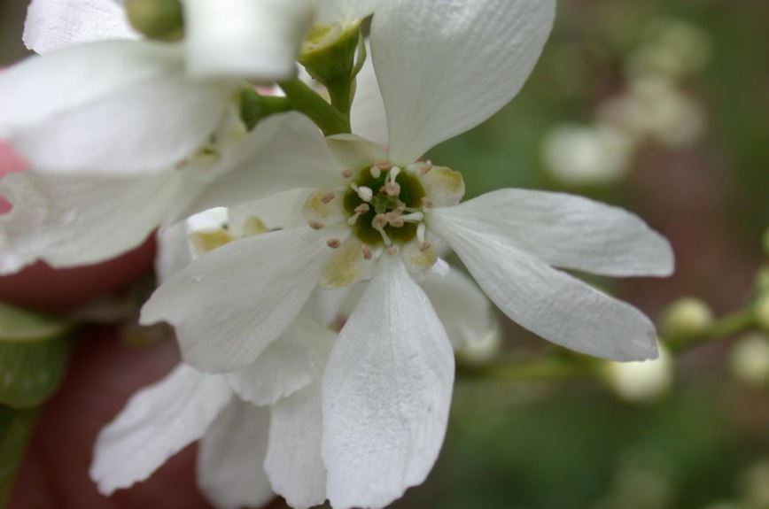 Exochorda racemosa subsp. giraldii - Parelstruik