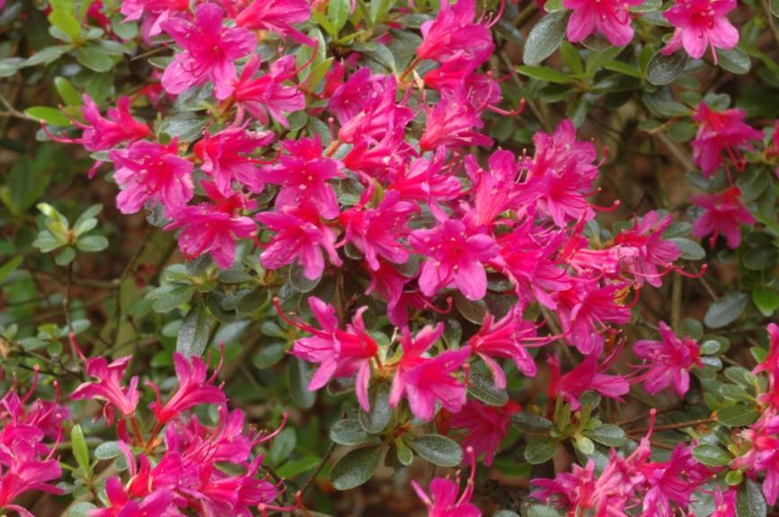Rhododendron (Japanese Azalea Group) 'Amoenum' - Japanse azalea