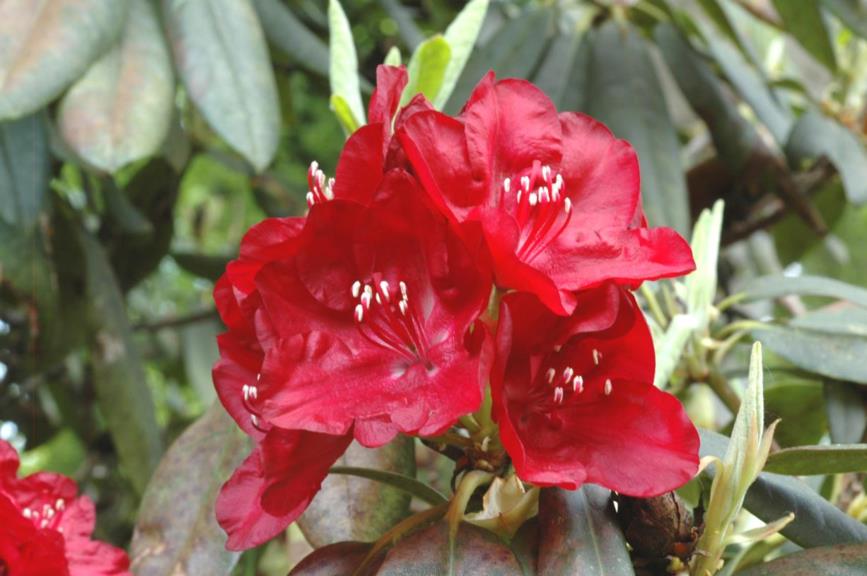 Rhododendron 'Mars'