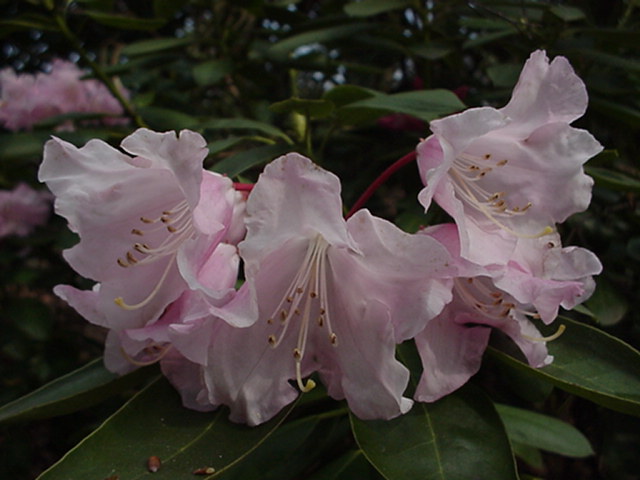 Rhododendron hyperythrum - Rhododendron