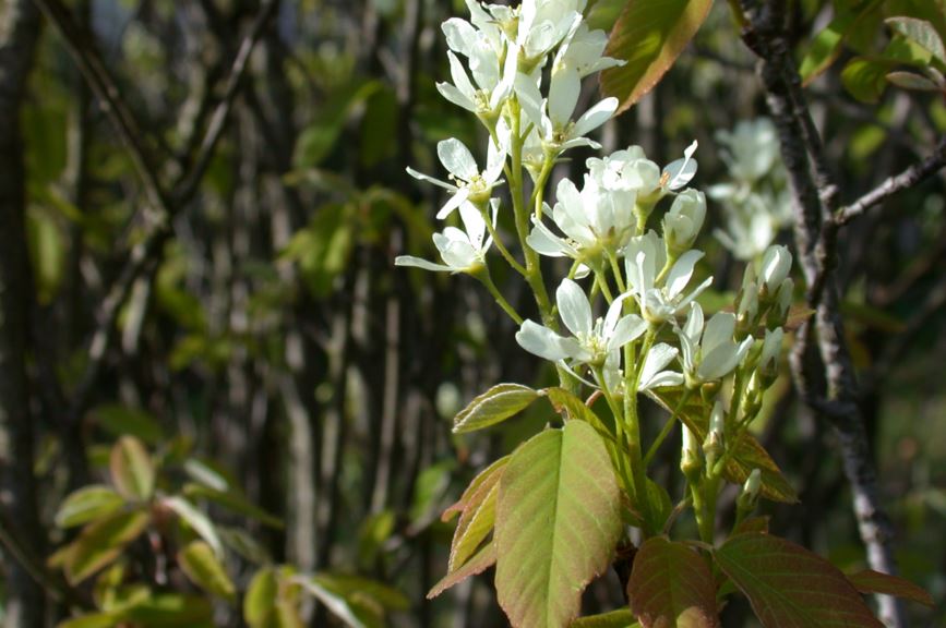 Amelanchier alnifolia - Grootvruchtige krentenboompje