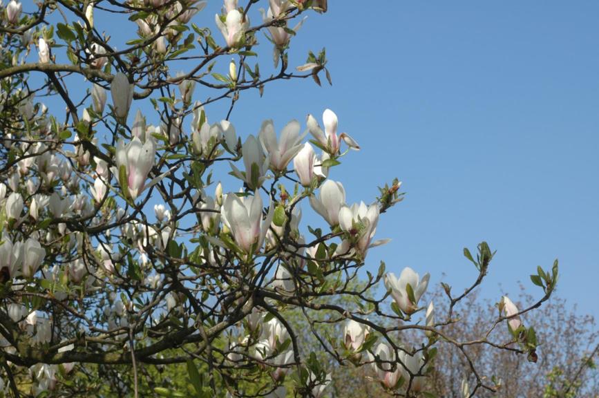 Magnolia ×soulangeana 'Alexandrina' - Magnolia, Alexandrina Saucer Magnolia