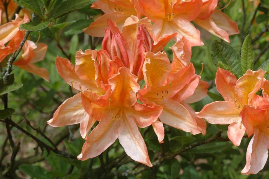 Rhododendron (Mollis Azalea Group) 'Mevrouw G. van Noordt' - Azalea